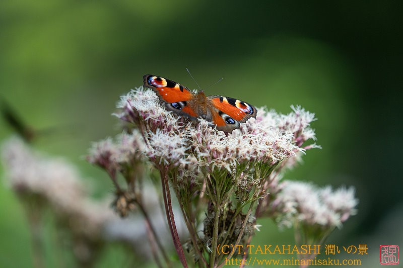 ../Images/7R240810 (80).jpg